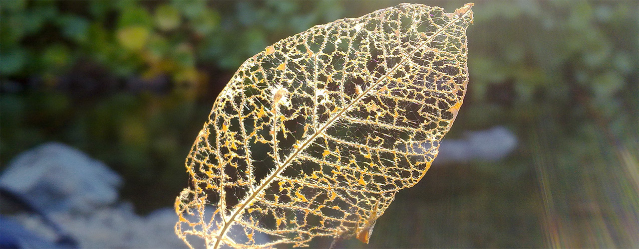 Leaf